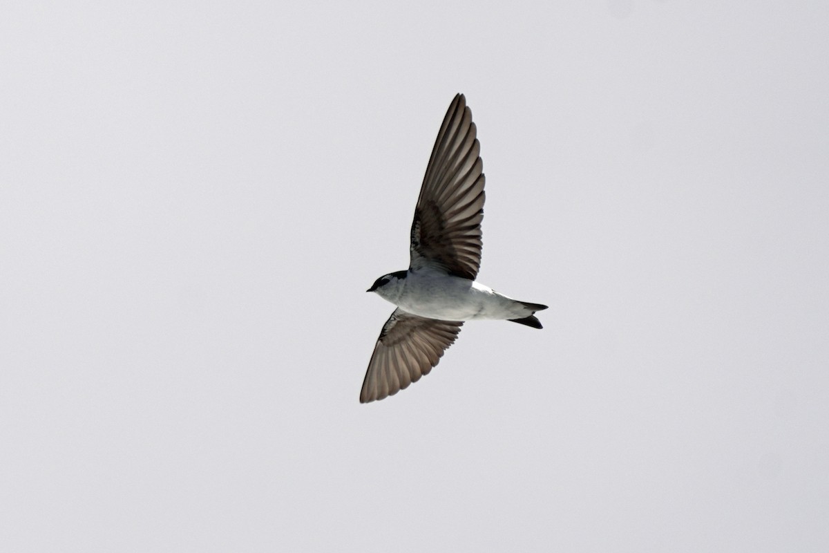 Violet-green Swallow - ML618989356