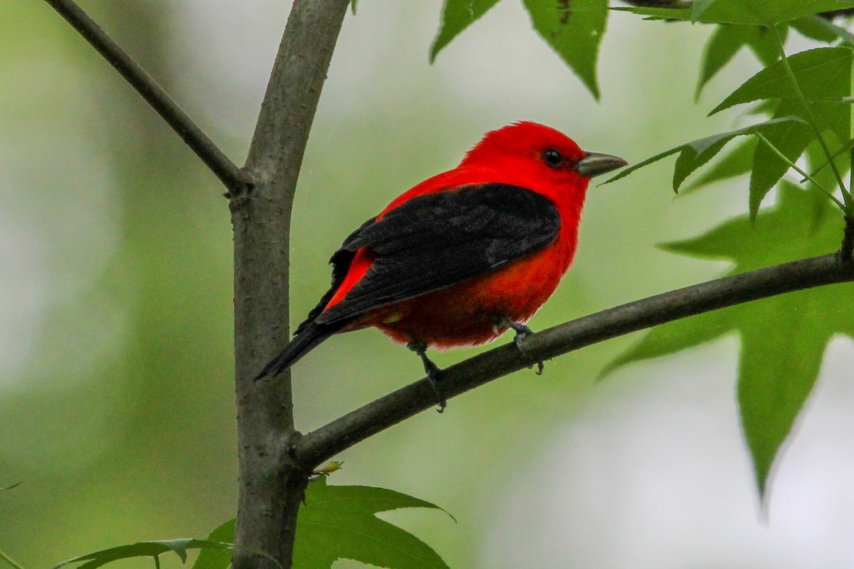 Scarlet Tanager - ML618989365