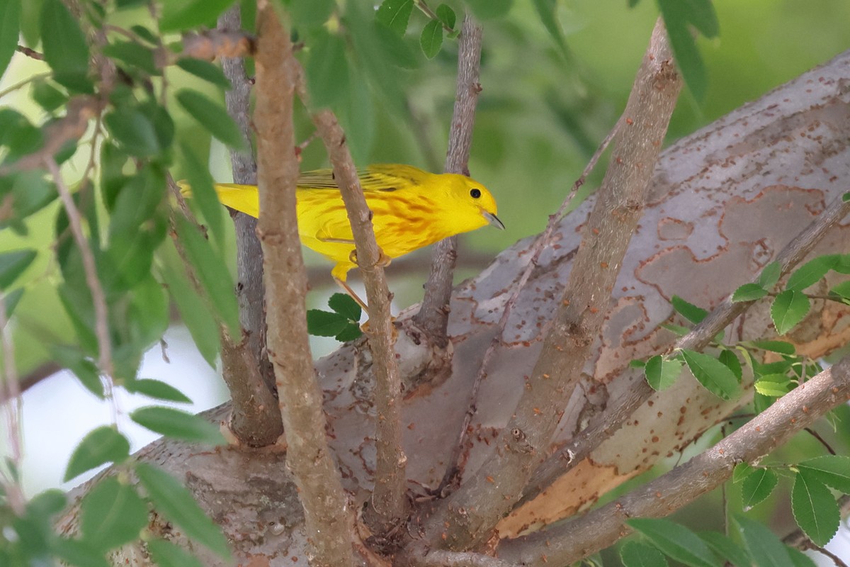 Yellow Warbler - ML618989374
