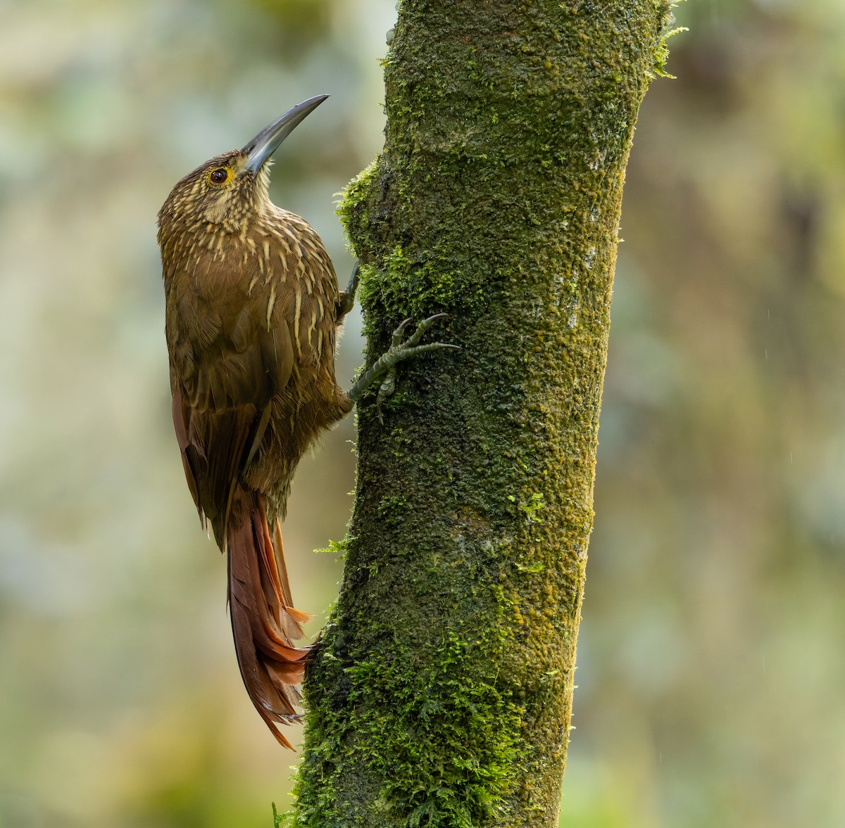 Strong-billed Woodcreeper - ML618989385