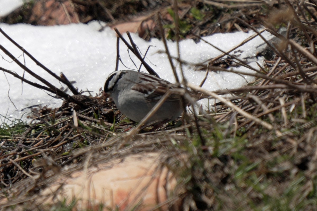 White-crowned Sparrow (oriantha) - ML618989387