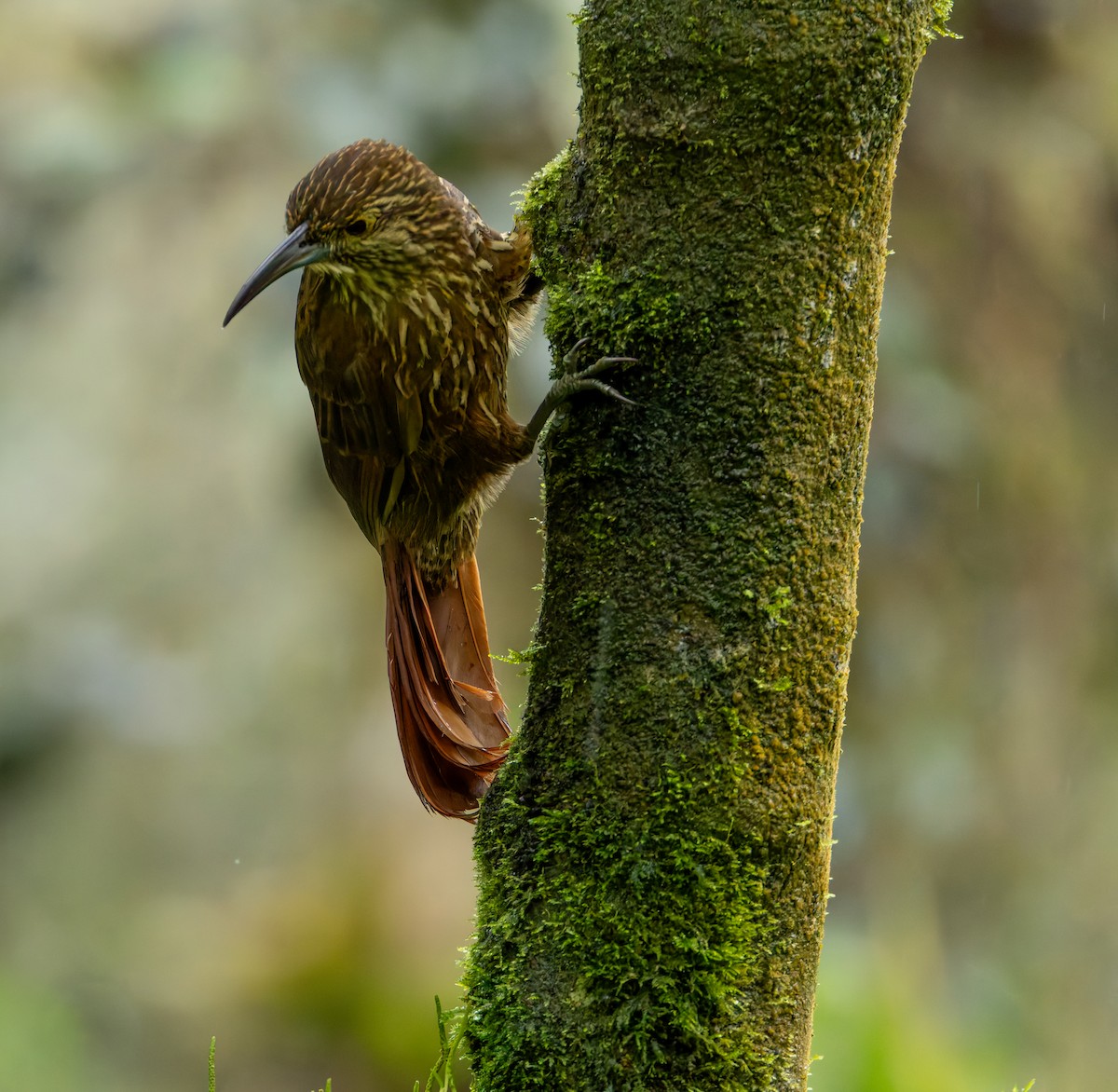 Strong-billed Woodcreeper - ML618989390