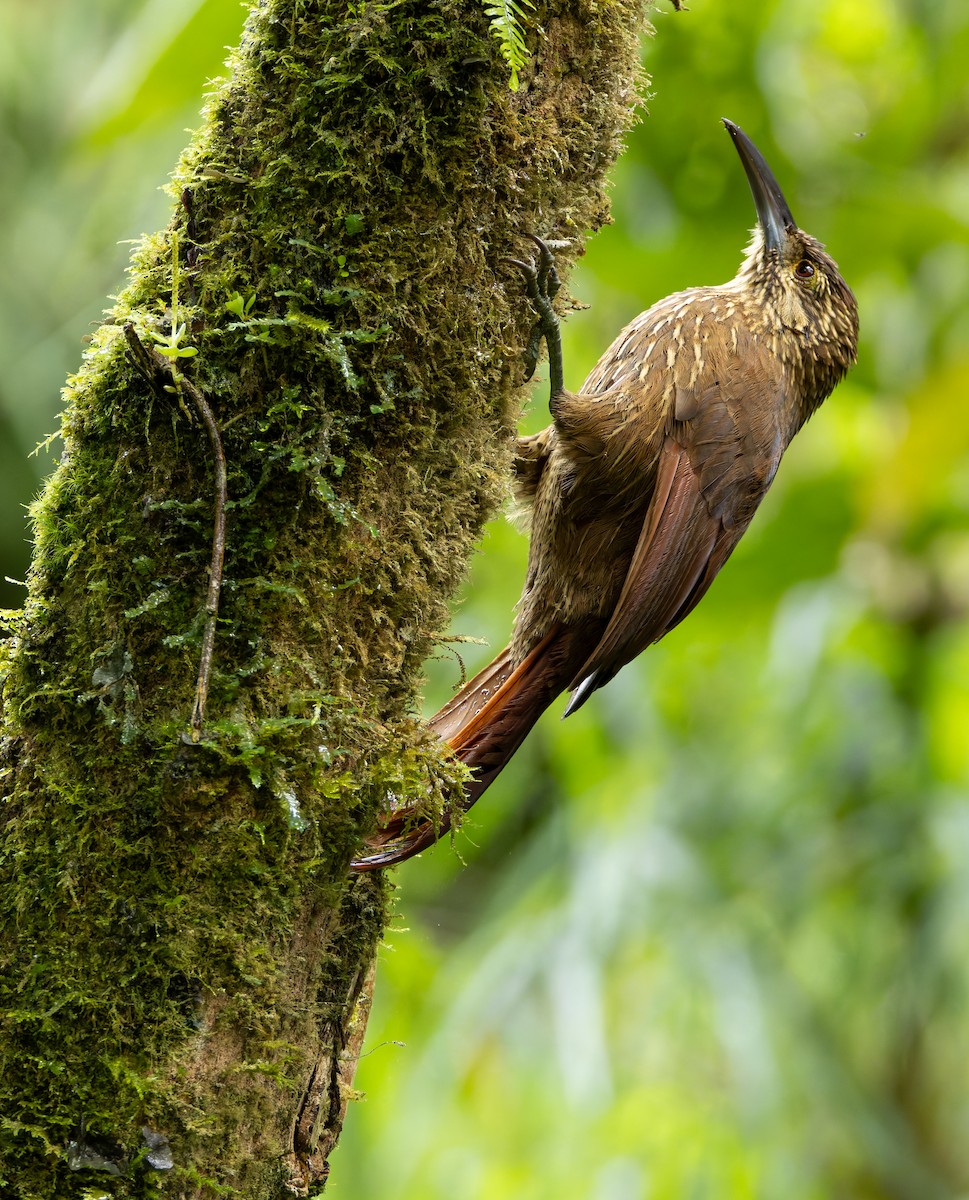 Strong-billed Woodcreeper - ML618989406