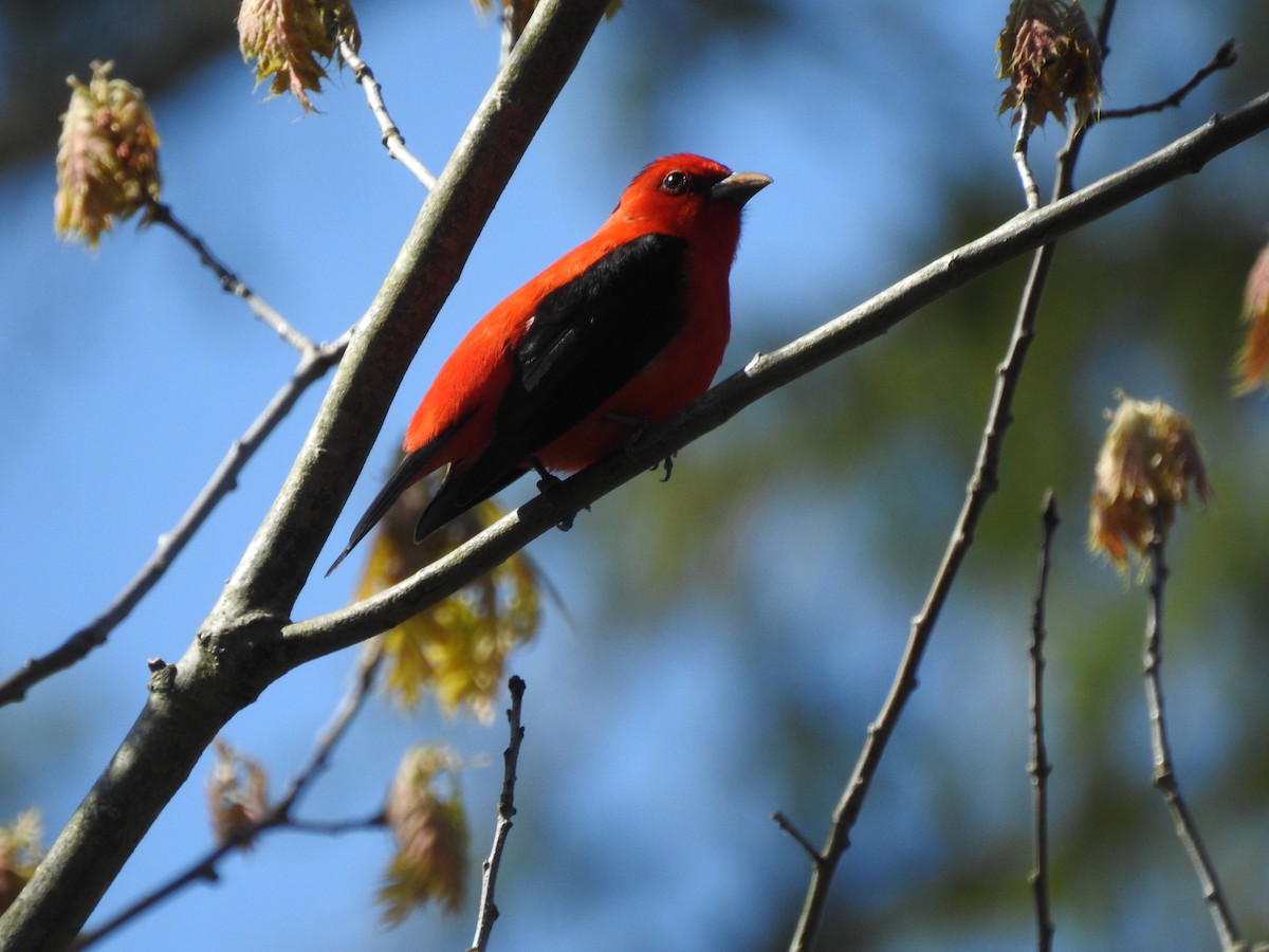 Scarlet Tanager - ML618989407