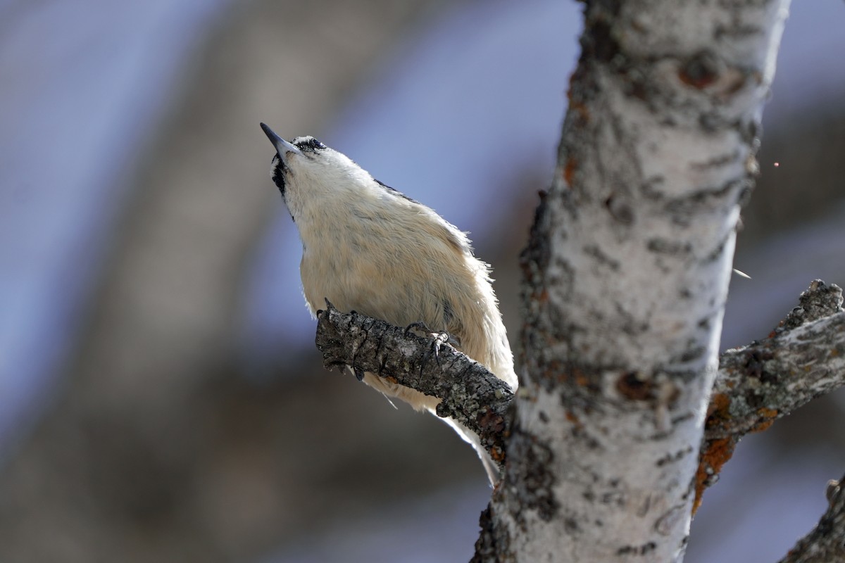 Red-breasted Nuthatch - ML618989408