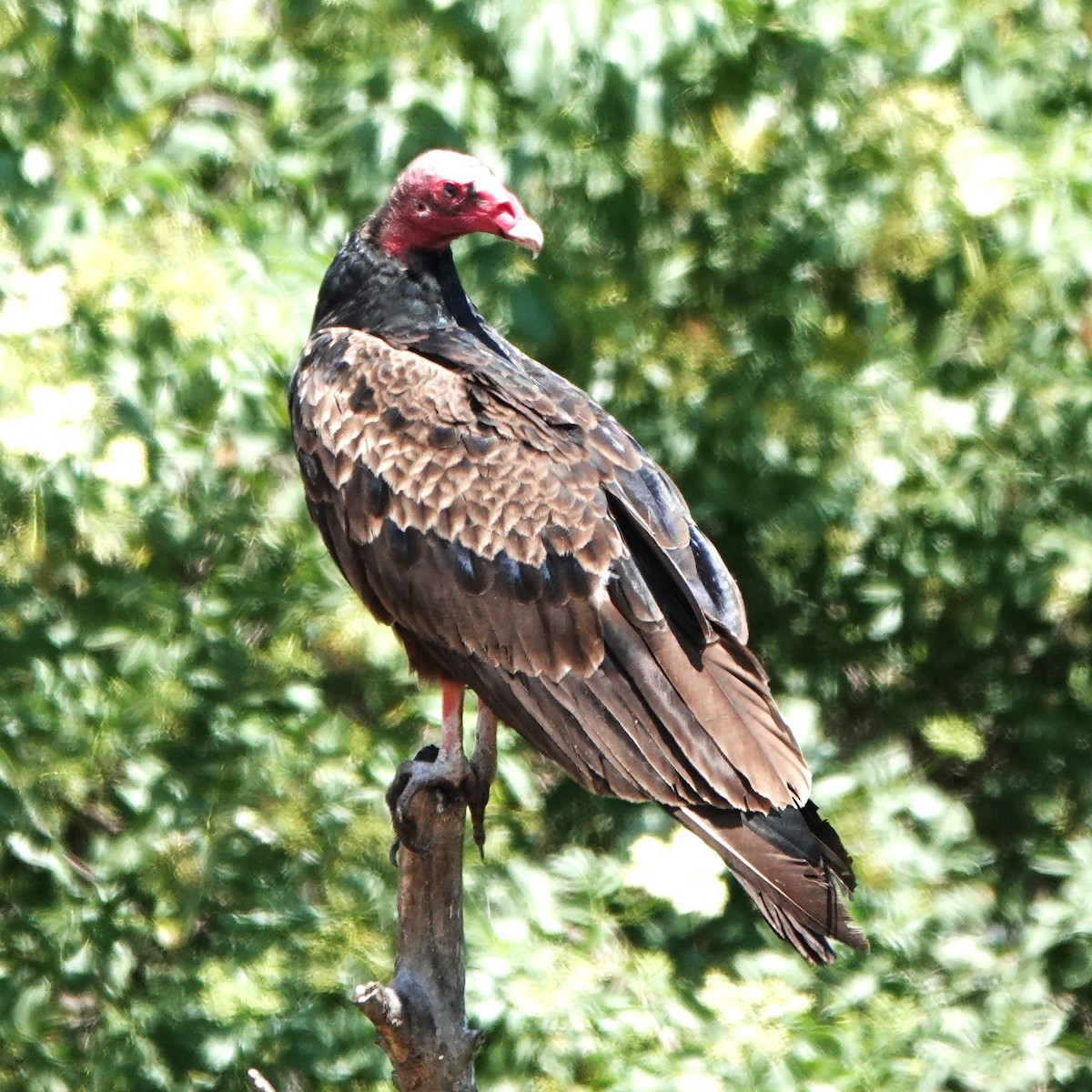 Turkey Vulture - ML618989409