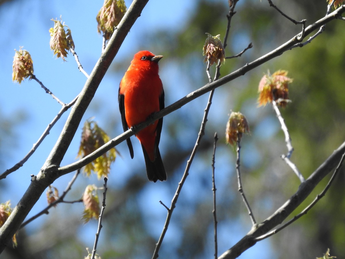 Scarlet Tanager - ML618989416