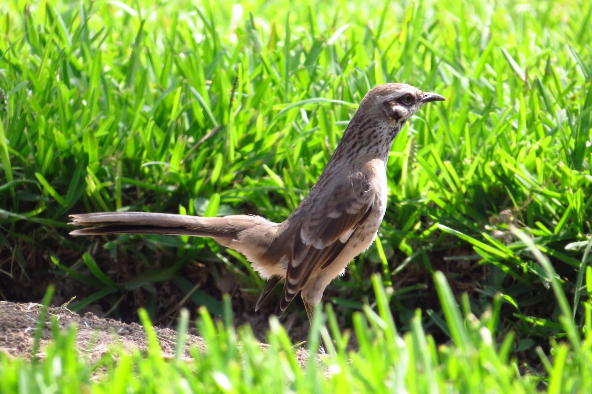Long-tailed Mockingbird - ML618989423