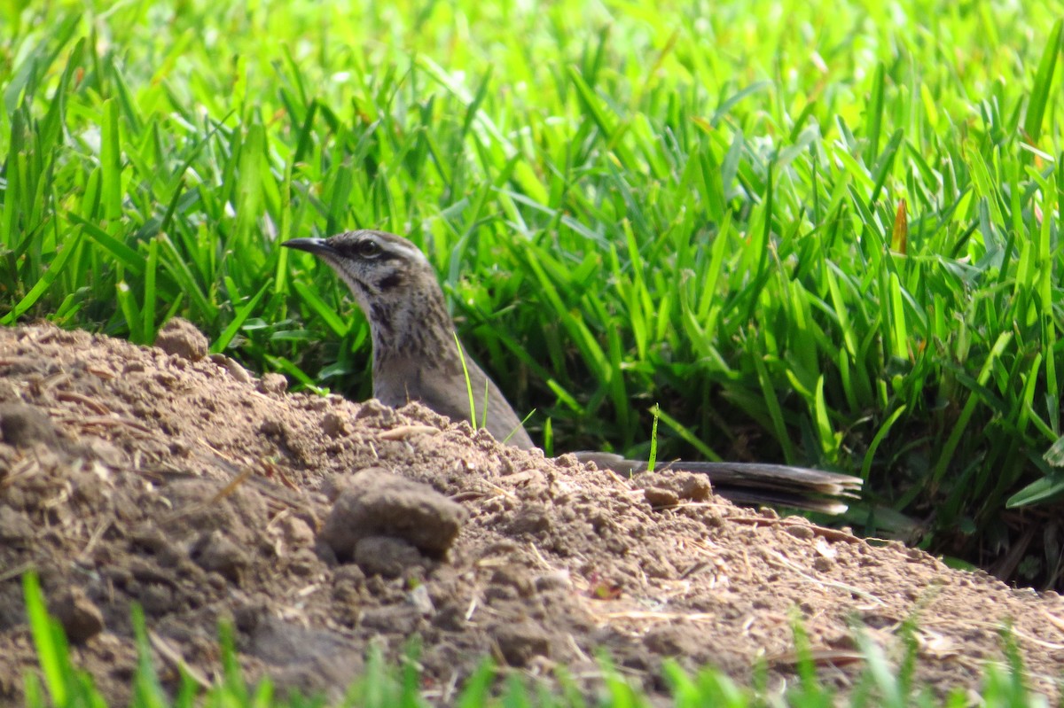 Long-tailed Mockingbird - ML618989442