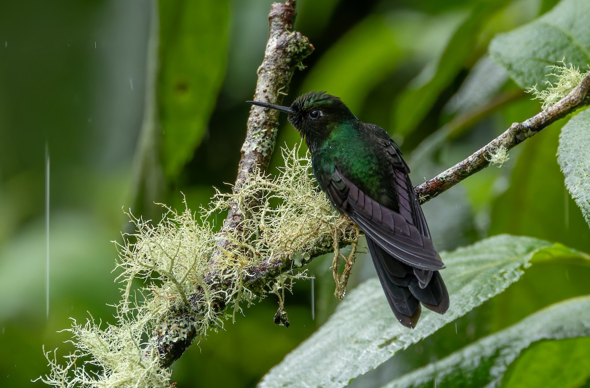 kolibřík turmalinový - ML618989470
