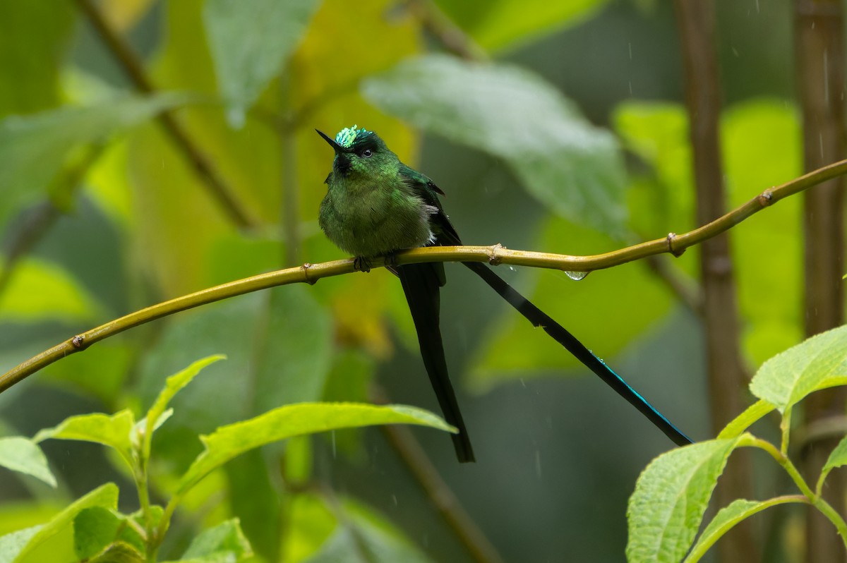Long-tailed Sylph - ML618989486
