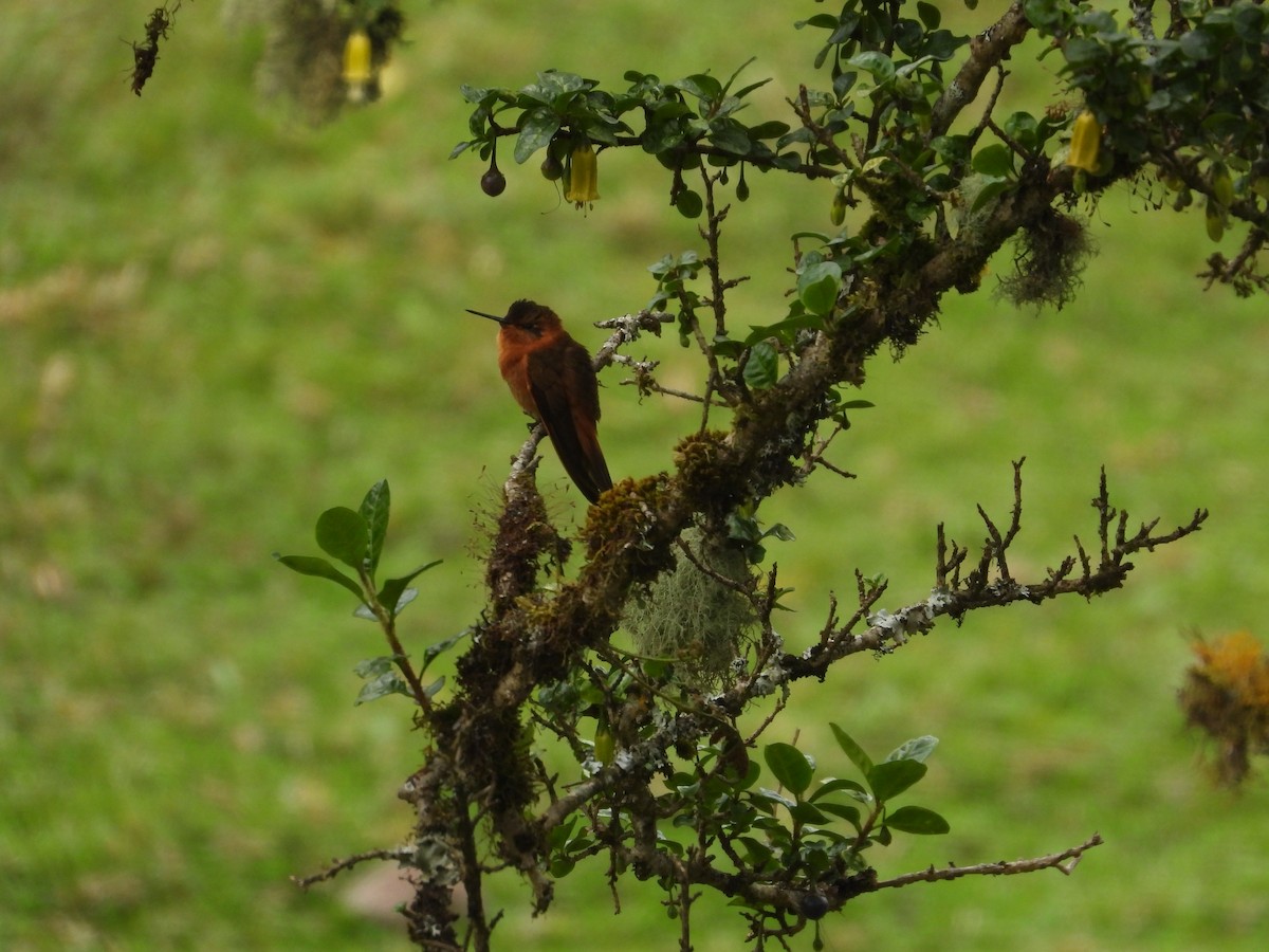 kolibřík duhovohřbetý - ML618989488
