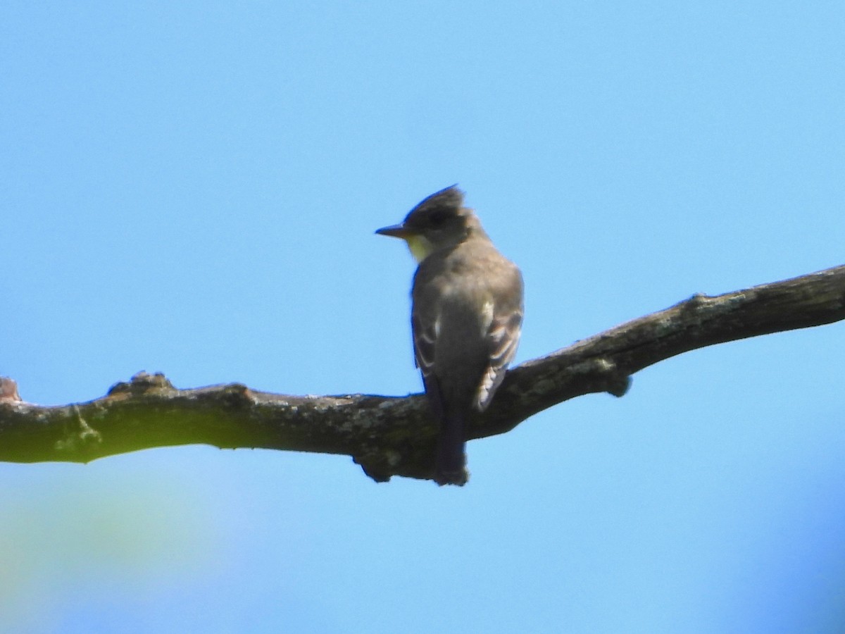Great Crested Flycatcher - ML618989491