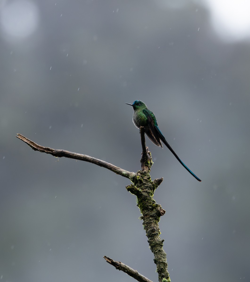 Long-tailed Sylph - ML618989515