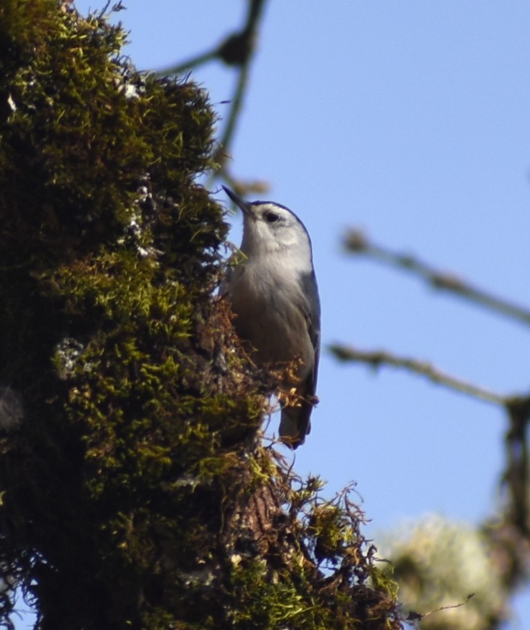 White-breasted Nuthatch - ML618989524