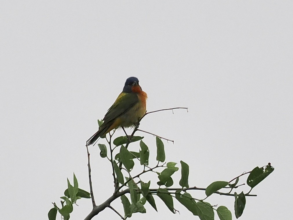 Painted Bunting - Bob Foehring