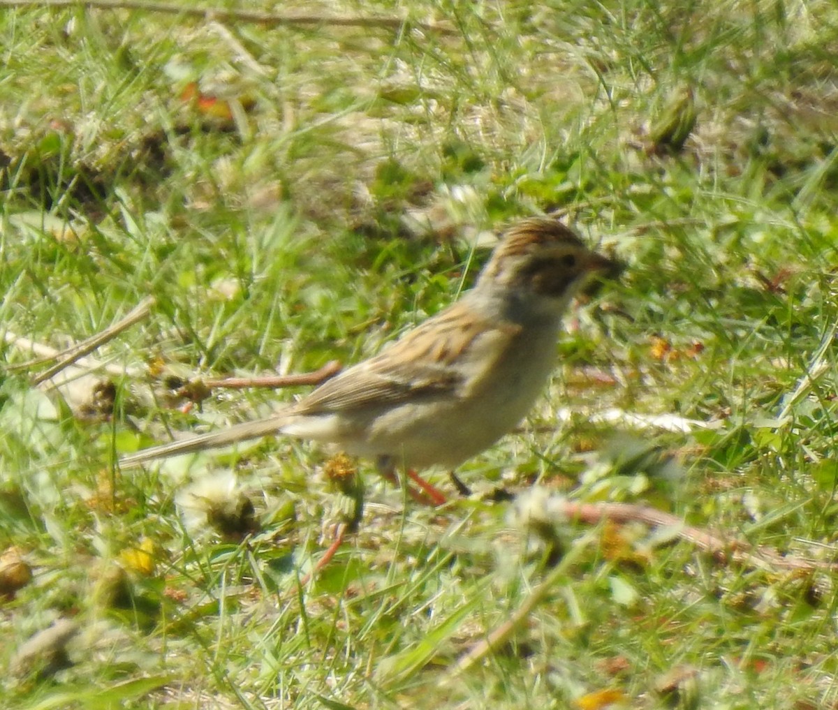 Clay-colored Sparrow - ML618989534