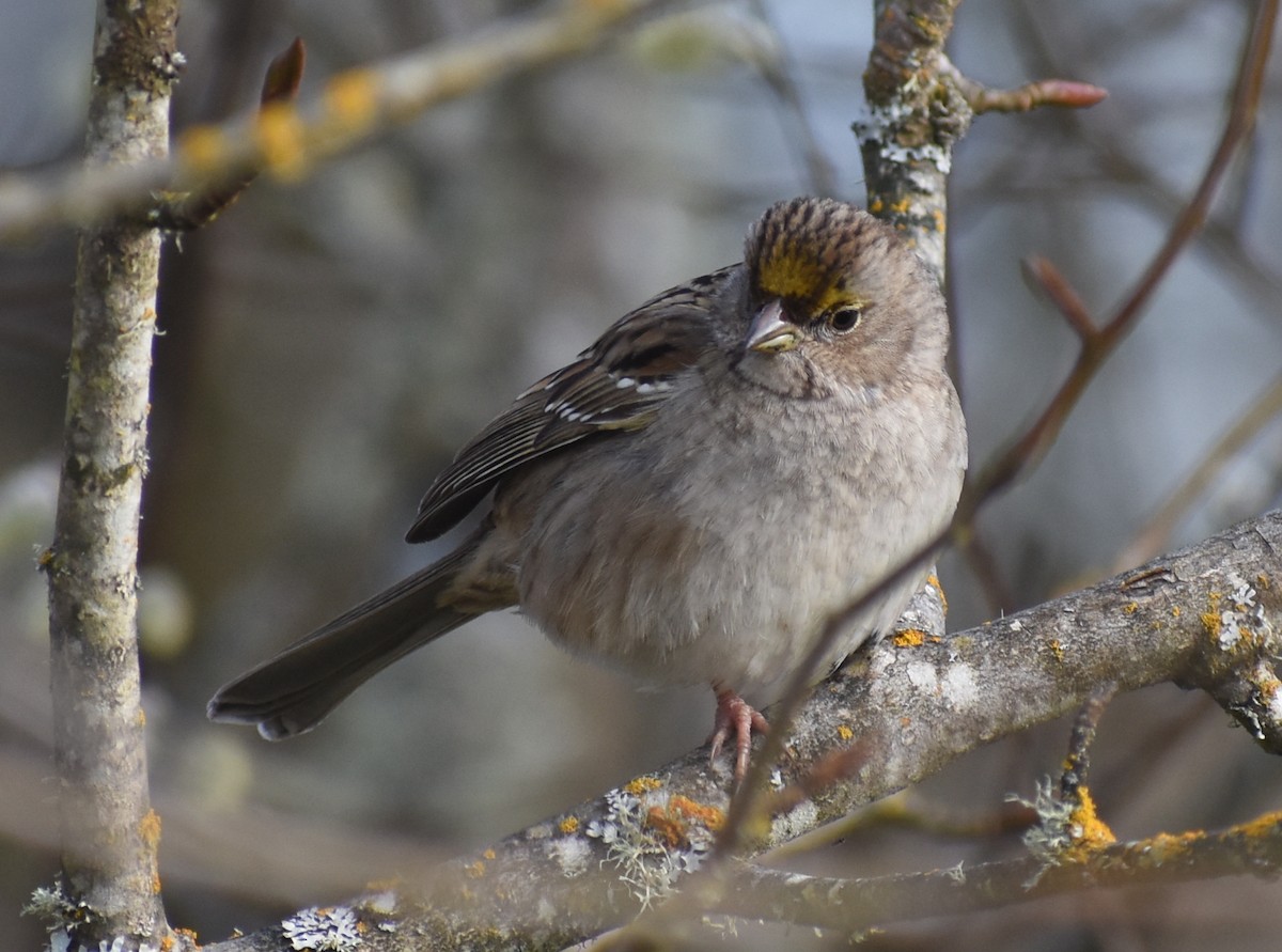 Golden-crowned Sparrow - ML618989535