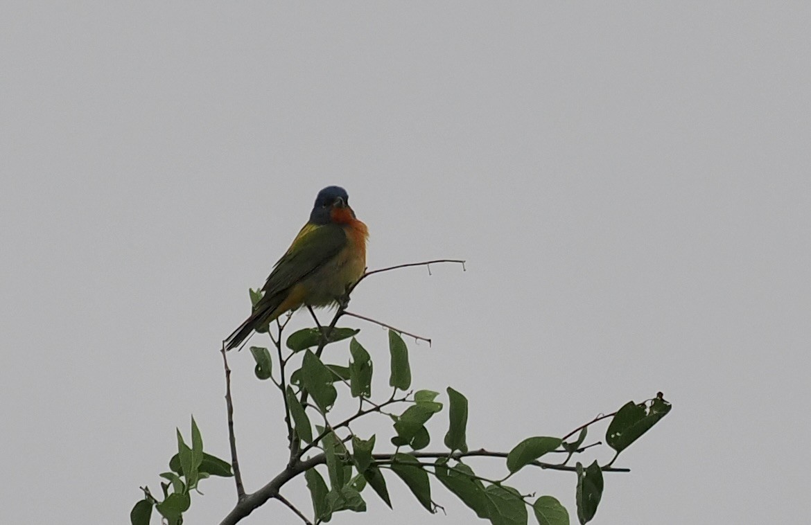 Painted Bunting - ML618989539