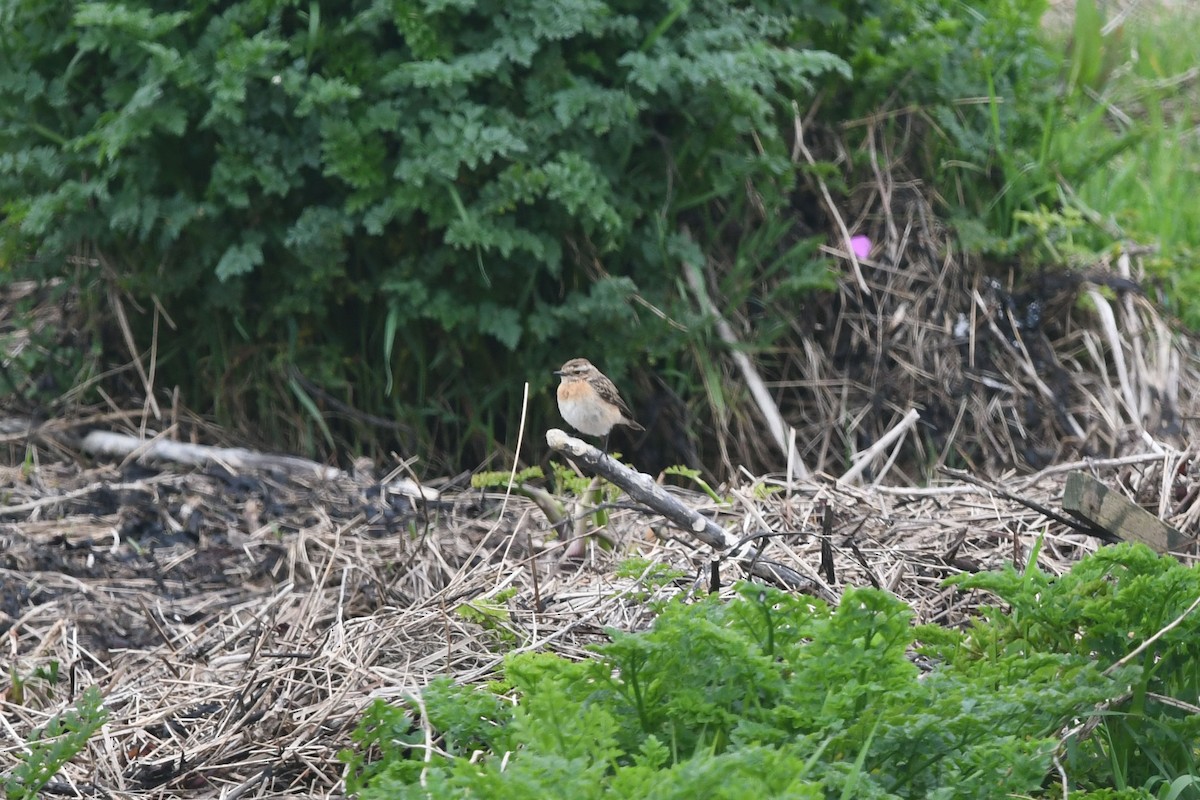 Whinchat - ML618989563