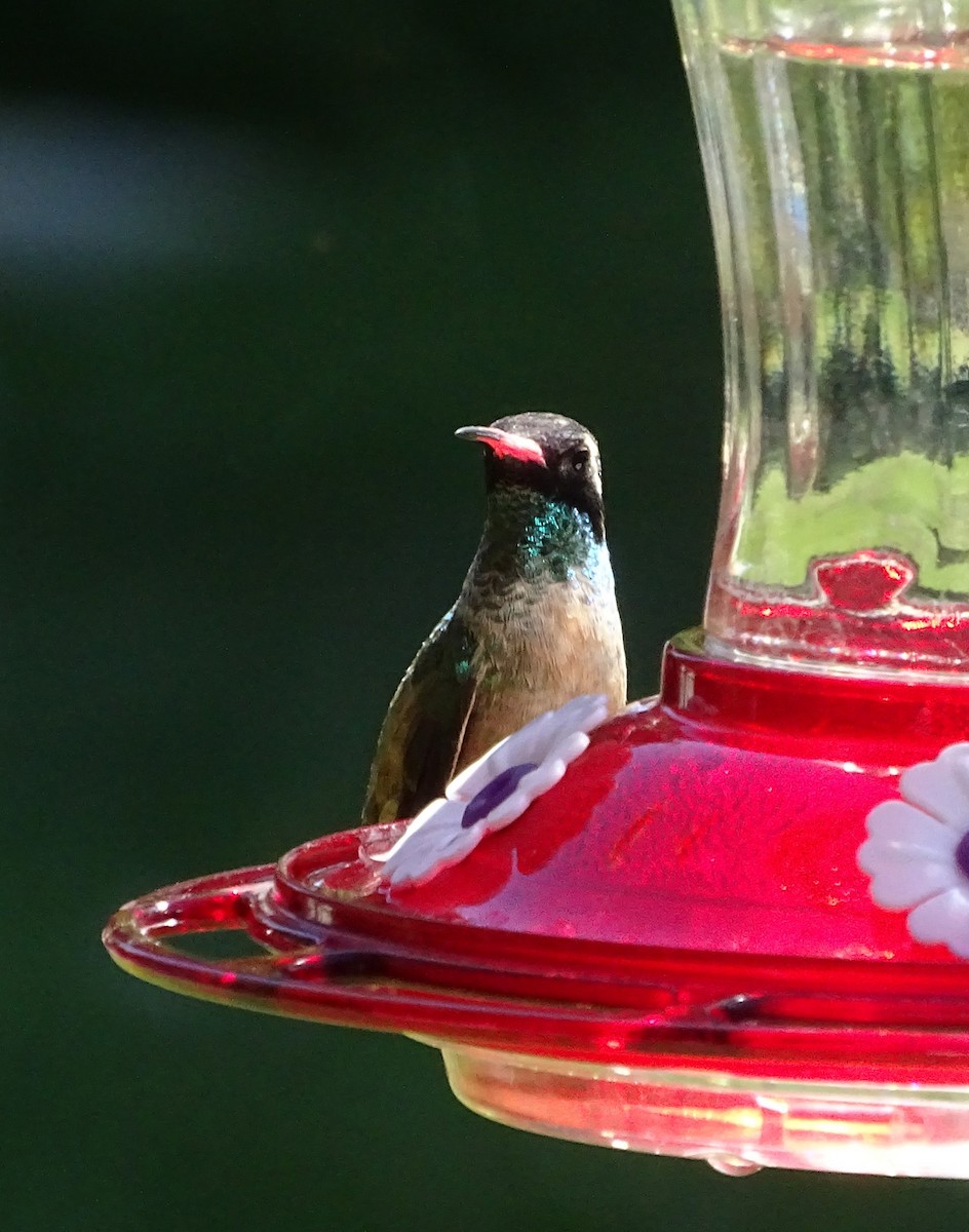 Xantus's Hummingbird - ML618989570