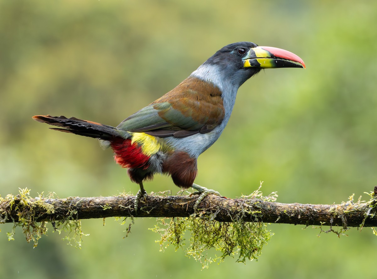 Gray-breasted Mountain-Toucan - ML618989578