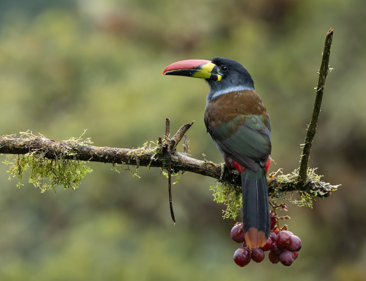 Gray-breasted Mountain-Toucan - ML618989580