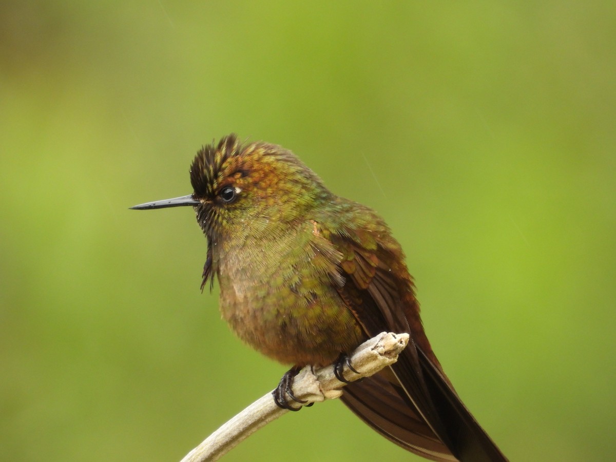 kolibřík hnědobrvý - ML618989582