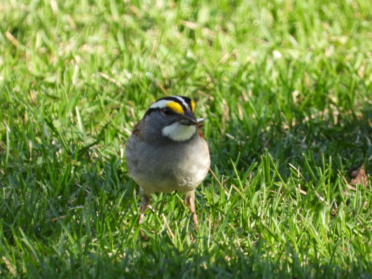 White-throated Sparrow - Heather Dempsey