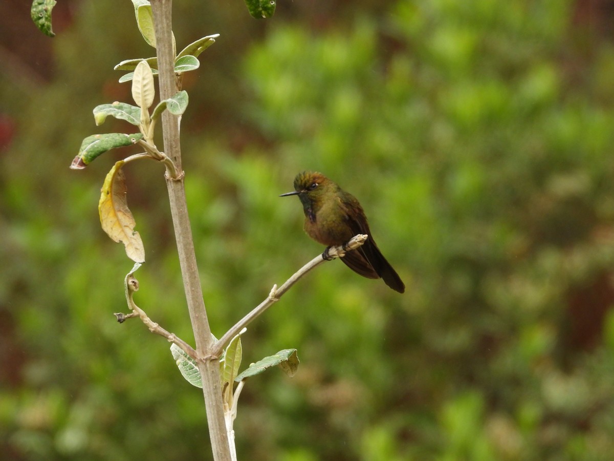 kolibřík hnědobrvý - ML618989584