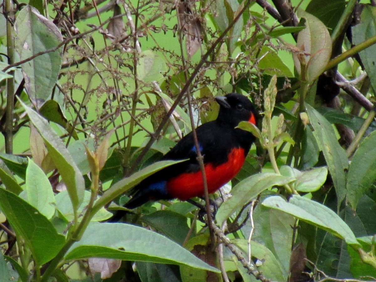 Scarlet-bellied Mountain Tanager - ML618989591