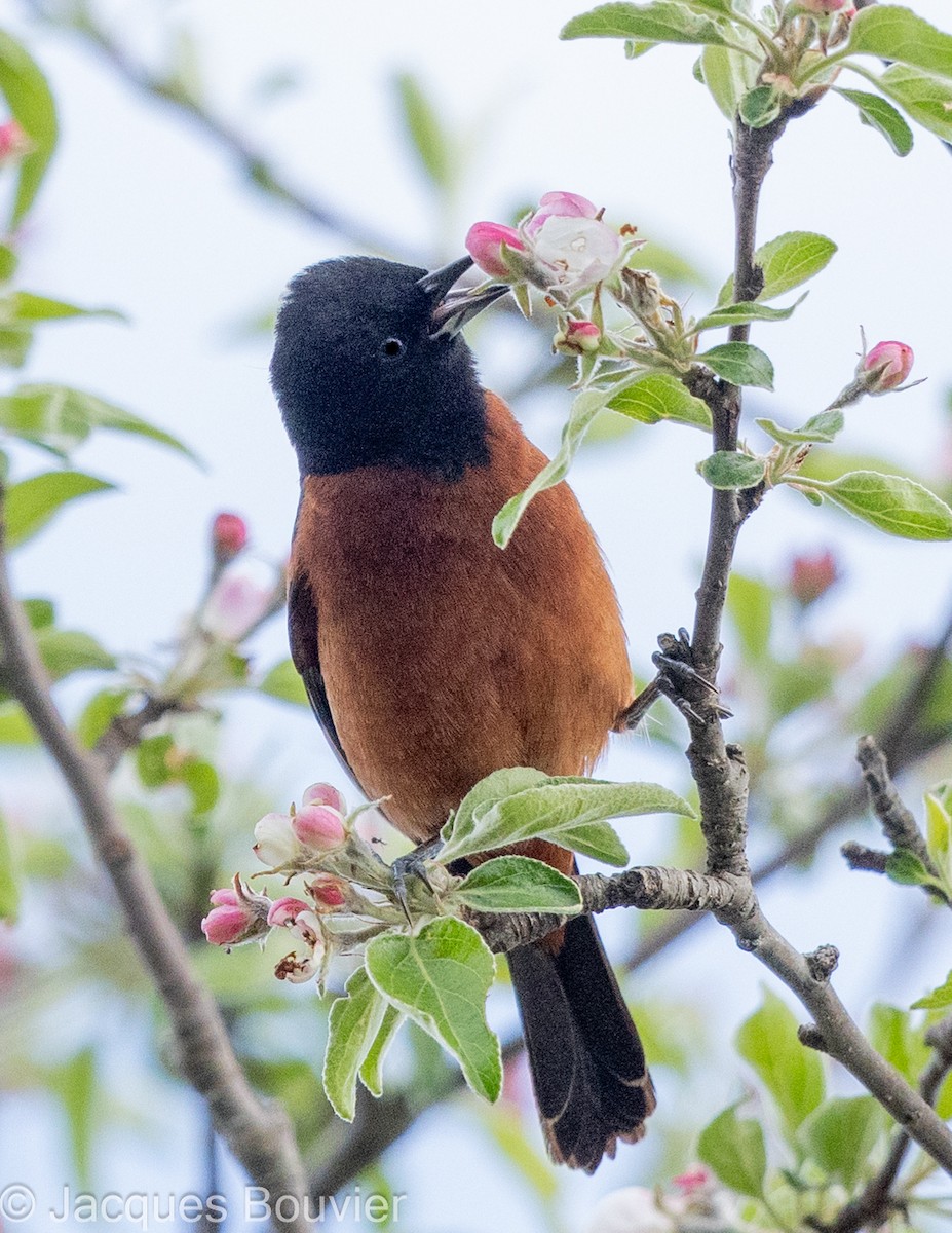 Orchard Oriole - ML618989603