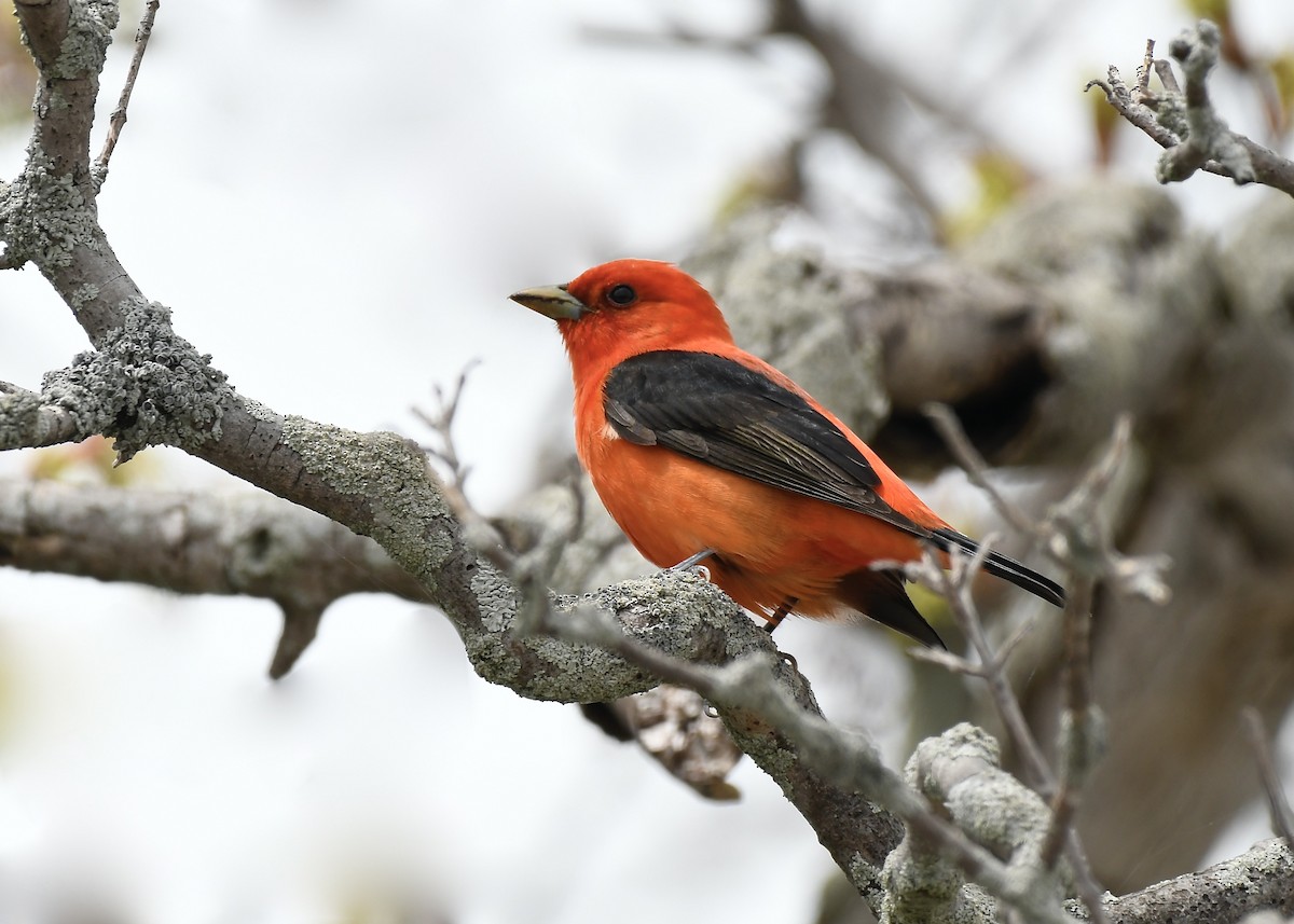 Scarlet Tanager - ML618989618