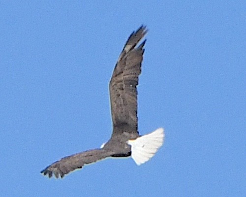Белоголовый орлан - ML618989619