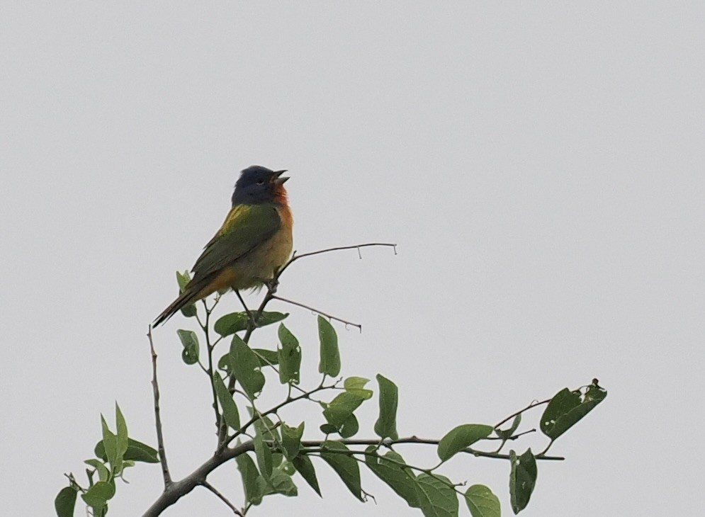 Painted Bunting - ML618989636