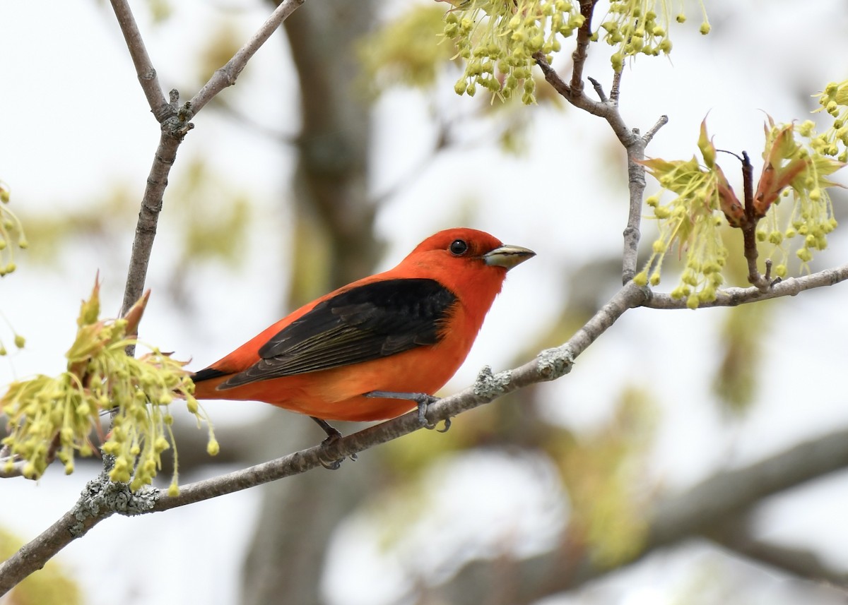 Scarlet Tanager - ML618989637