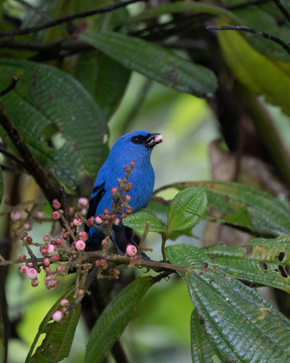 Blue-and-black Tanager - ML618989655