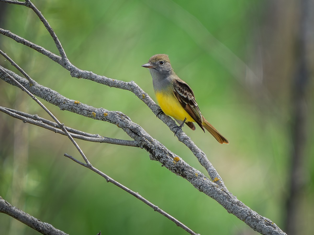 Great Crested Flycatcher - ML618989707