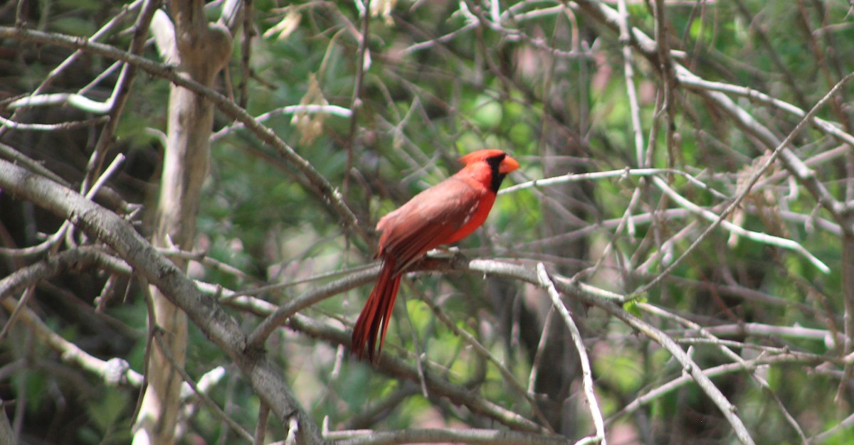 Northern Cardinal - Archer Silverman