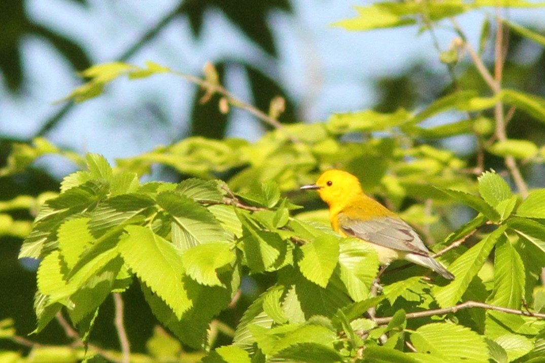Prothonotary Warbler - ML618989756