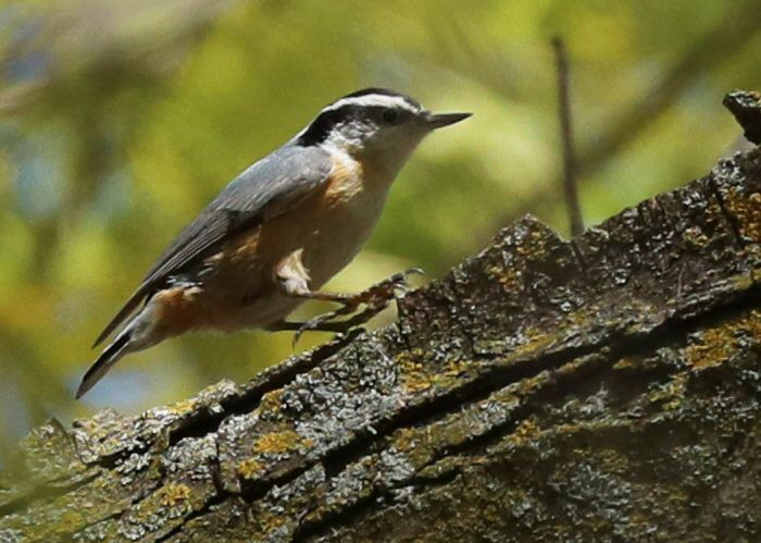Red-breasted Nuthatch - ML618989767