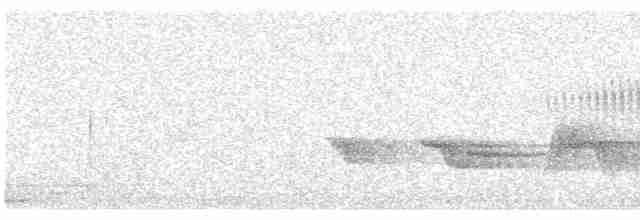 Дрізд-короткодзьоб плямистоволий - ML618989770