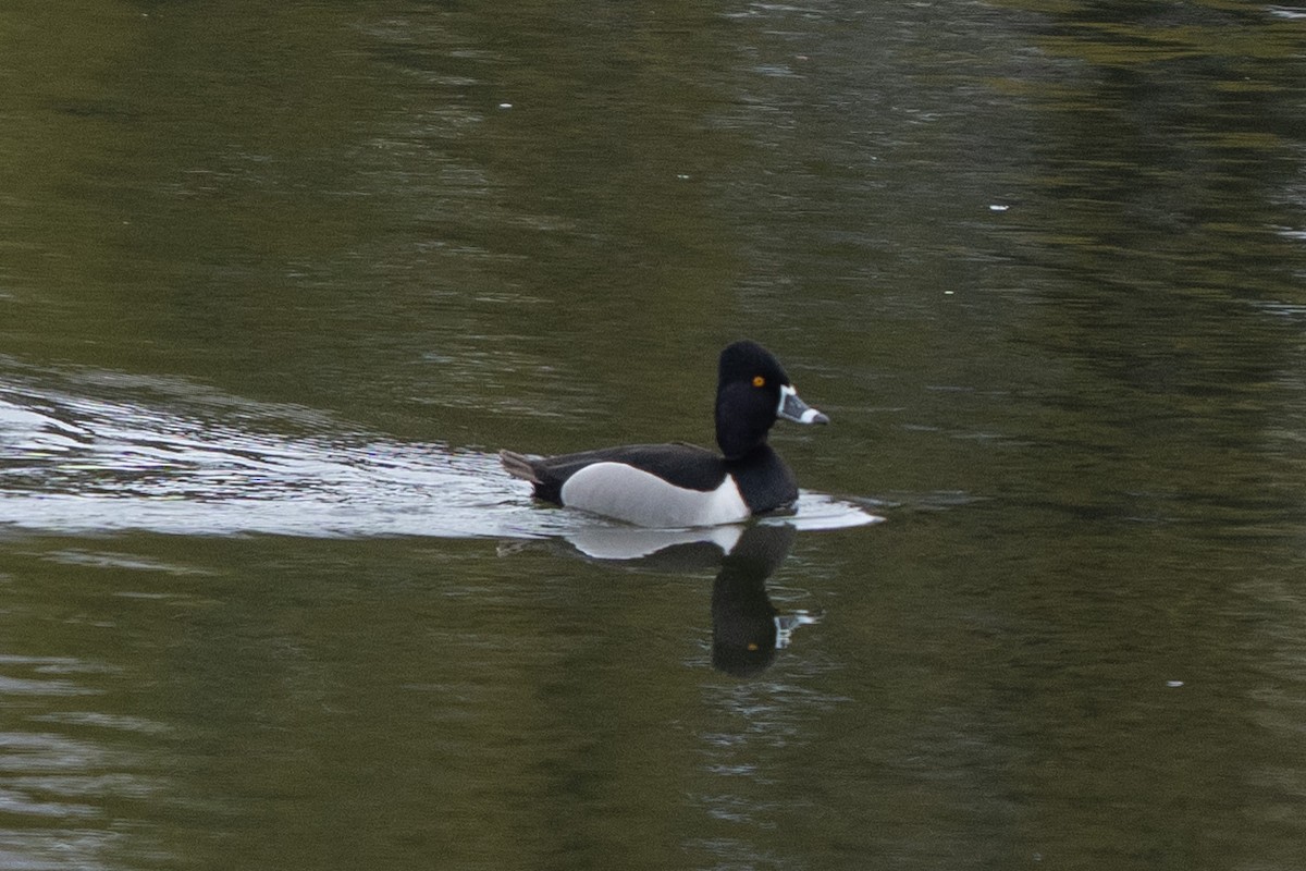 Ring-necked Duck - ML618989788