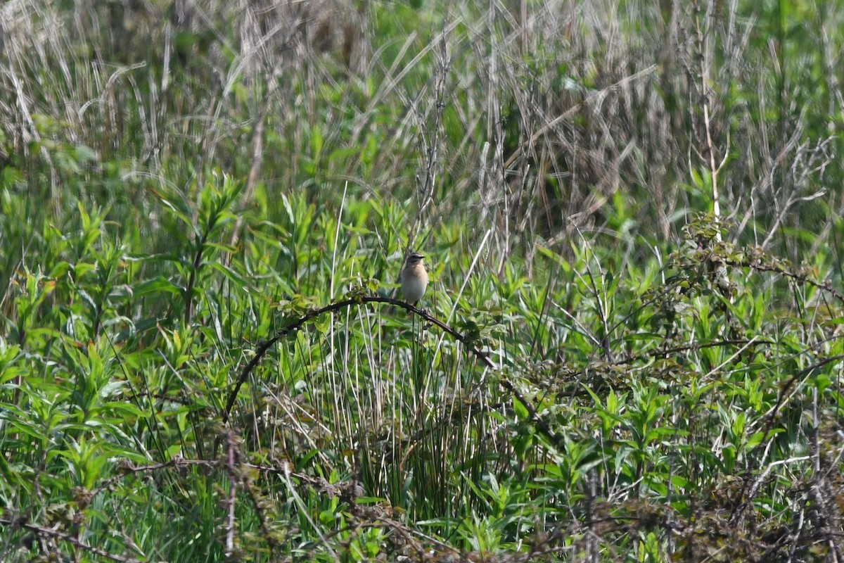 Whinchat - ML618989805
