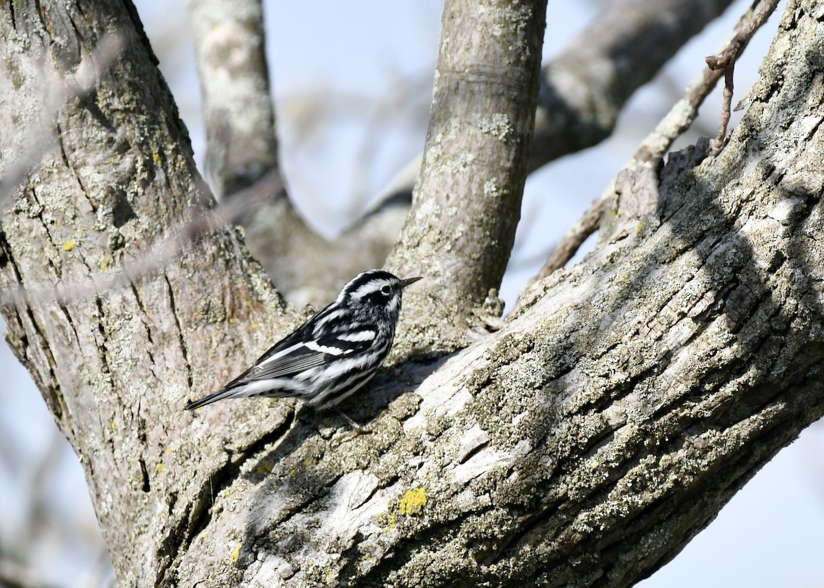 Black-and-white Warbler - ML618989859