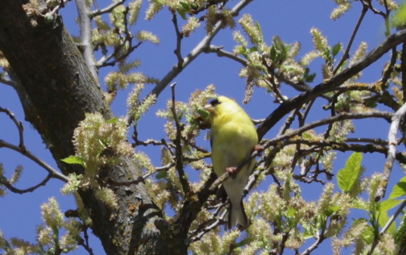 American Goldfinch - suga moriwaki