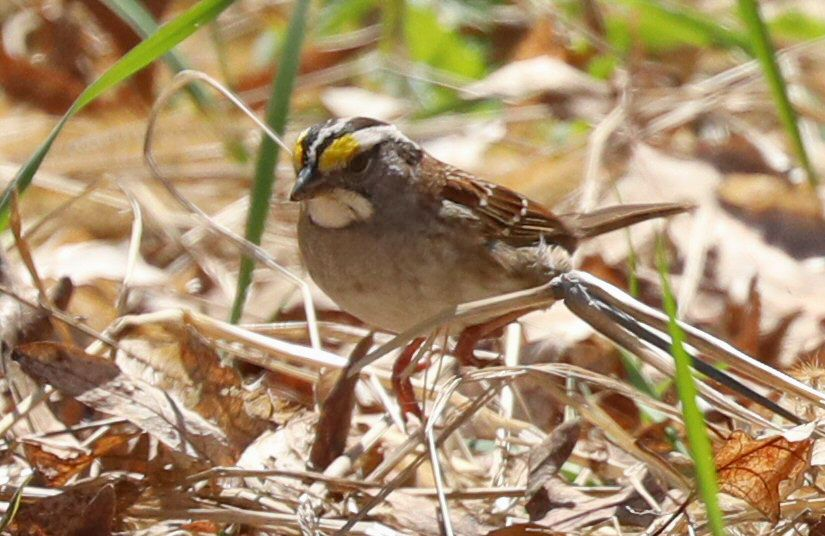 White-throated Sparrow - Grace Green