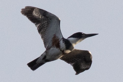 Belted Kingfisher - ML618989866