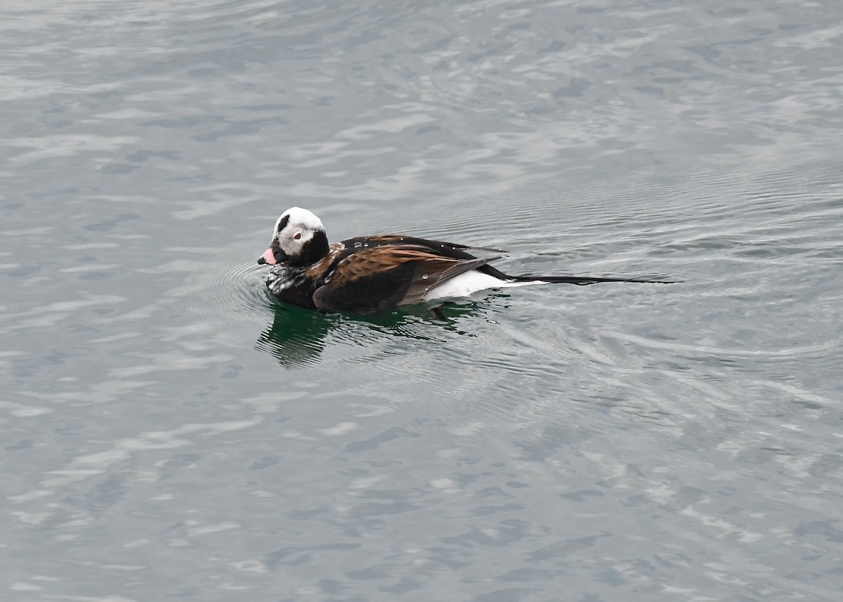 Long-tailed Duck - ML618989874