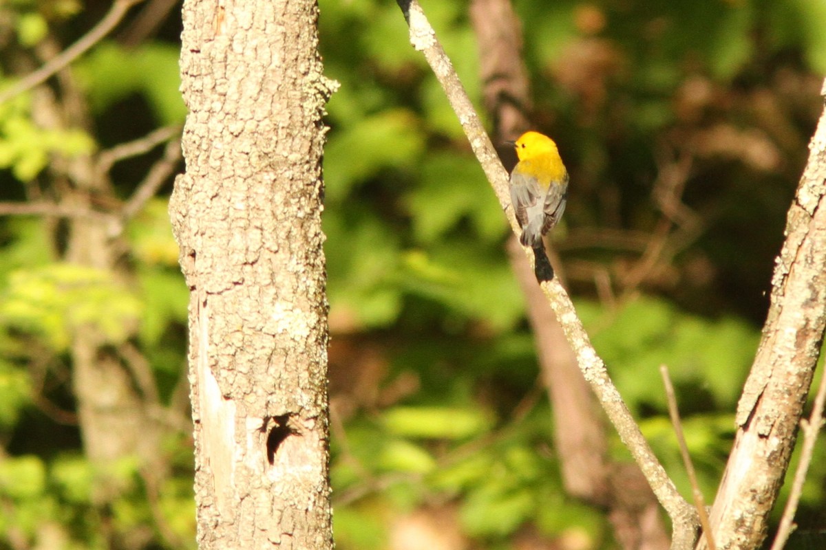 Prothonotary Warbler - ML618989881